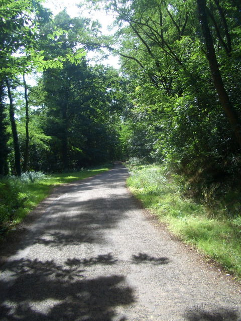 OST von Barr - Route forestière